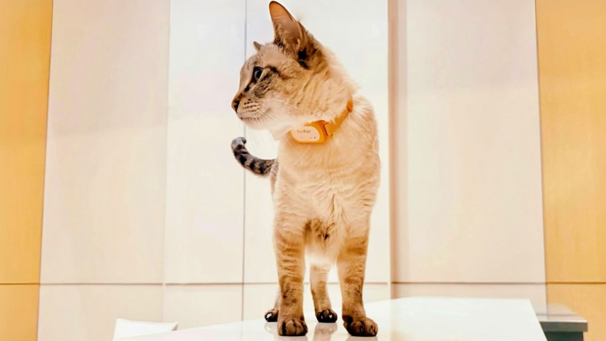 PurrPurr获阿尔法连续**，用AI翻译宠物的