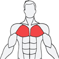 Musclewiki安卓版