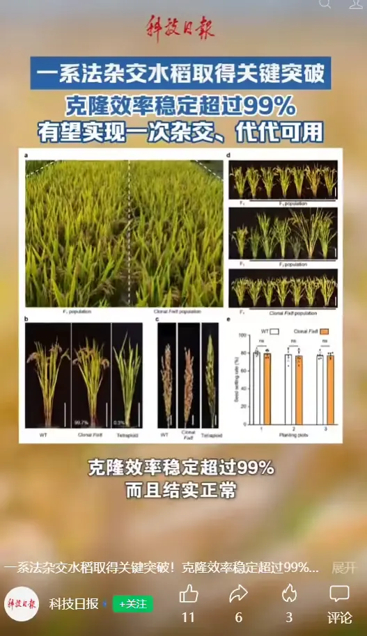 中国杂交水稻重要突破：有望彻底改变每年制种模式，一次杂交代代可用