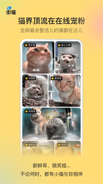 哈啰街猫